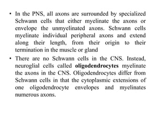 • In the PNS, all axons are surrounded by specialized
Schwann cells that either myelinate the axons or
envelope the unmyelinated axons. Schwann cells
myelinate individual peripheral axons and extend
along their length, from their origin to their
termination in the muscle or gland
• There are no Schwann cells in the CNS. Instead,
neuroglial cells called oligodendrocytes myelinate
the axons in the CNS. Oligodendrocytes differ from
Schwann cells in that the cytoplasmic extensions of
one oligodendrocyte envelopes and myelinates
numerous axons.
 