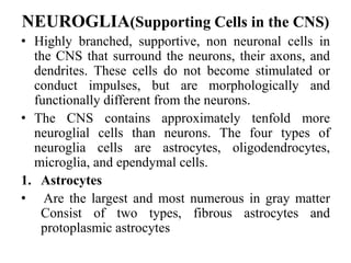 NEUROGLIA(Supporting Cells in the CNS)
• Highly branched, supportive, non neuronal cells in
the CNS that surround the neurons, their axons, and
dendrites. These cells do not become stimulated or
conduct impulses, but are morphologically and
functionally different from the neurons.
• The CNS contains approximately tenfold more
neuroglial cells than neurons. The four types of
neuroglia cells are astrocytes, oligodendrocytes,
microglia, and ependymal cells.
1. Astrocytes
• Are the largest and most numerous in gray matter
Consist of two types, fibrous astrocytes and
protoplasmic astrocytes
 