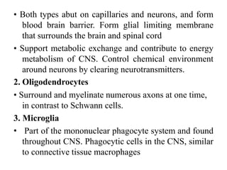 • Both types abut on capillaries and neurons, and form
blood brain barrier. Form glial limiting membrane
that surrounds the brain and spinal cord
• Support metabolic exchange and contribute to energy
metabolism of CNS. Control chemical environment
around neurons by clearing neurotransmitters.
2. Oligodendrocytes
• Surround and myelinate numerous axons at one time,
in contrast to Schwann cells.
3. Microglia
• Part of the mononuclear phagocyte system and found
throughout CNS. Phagocytic cells in the CNS, similar
to connective tissue macrophages
 