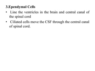 3.Ependymal Cells
• Line the ventricles in the brain and central canal of
the spinal cord
• Ciliated cells move the CSF through the central canal
of spinal cord.
 