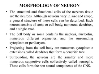 MORPHOLOGY OF NEURON
• The structural and functional cells of the nervous tissue
are the neurons. Although neurons vary in size and shape,
a general structure of these cells can be described. Each
neuron consists of soma or cell body, numerous dendrites,
and a single axon.
• The cell body or soma contains the nucleus, nucleolus,
numerous different organelles, and the surrounding
cytoplasm or perikaryon.
• Projecting from the cell body are numerous cytoplasmic
extensions called dendrites that form a dendritic tree.
• Surrounding the neurons are the smaller and more
numerous supportive cells collectively called neuroglia.
These cells form the non neural components of the CNS.
 