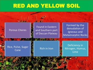 RED AND YELLOW SOIL
Navvya Rai
 