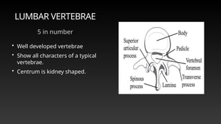 Vertebrogram 11th Biology maharashtra board Skeletal system | PPTX