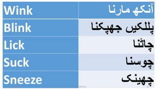 Wink ‫مارنا‬ ‫آنکھ‬
Blink ‫جھپکنا‬ ‫پللکیں‬
Lick ‫چاٹنا‬
Suck ‫چوسنا‬
Sneeze ‫چھینک‬1/9/2020 03410093524 30
 