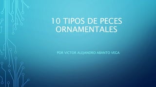 10 TIPOS DE PECES
ORNAMENTALES
POR VICTOR ALEJANDRO ABANTO VEGA
 