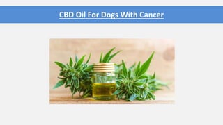 CBD Oil For Dogs With Cancer
 