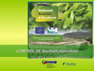 CONTROL DE  Baccharis halimifolia 