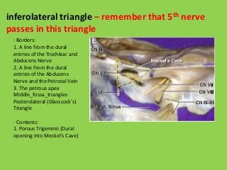 inferolateral triangle – remember that 5th nerve
passes in this triangle
· Borders:
1. A line from the dural
entries of the Trochlear and
Abducens Nerve
2. A line from the dural
entries of the Abducens
Nerve and the Petrosal Vein
3. The petrous apex
Middle_fossa_triangles
Posterolateral (Glasscock's)
Triangle
· Contents:
1. Porous Trigeminii (Dural
opening into Meckel's Cave)
 