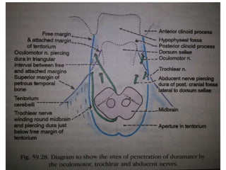 Surpa-optic pneumatisation starts from anterior root of ACP & goes to
ACP , infra-optic pneumatization starts in posterior root of ACP [ = OS
= L-OCR ] & may goes into ACP
 