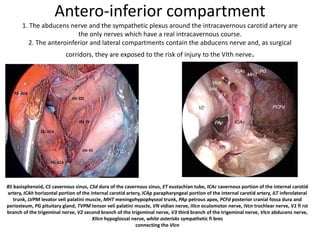 1.Supra Trochanteric & Infratrochanteric Triangles
2. Upper & lower dural rings
 
