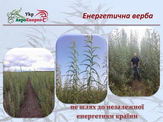 Енергетична верба
 