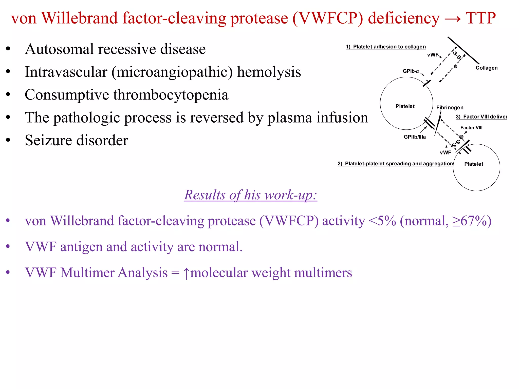 von Willebrand factor-cleaving protease (VWFCP) deficiency → TTP
• Autosomal recessive disease
• Intravascular (microangiopathic) hemolysis
• Consumptive thrombocytopenia
• The pathologic process is reversed by plasma infusion
• Seizure disorder
3) Factor VIII delivery
1) Platelet adhesion to collagen
2) Platelet-platelet spreading and aggregation
Collagen
vWF
GPIb-
Platelet
GPIIb/IIIa
vWF
Fibrinogen
Platelet
Factor VIII
-S-S-
-S-S-
Results of his work-up:
• von Willebrand factor-cleaving protease (VWFCP) activity <5% (normal, ≥67%)
• VWF antigen and activity are normal.
• VWF Multimer Analysis = ↑molecular weight multimers
 