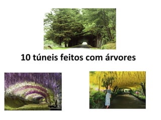 10 túneis feitos com árvores
 