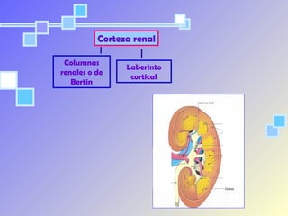 Sistema Urinario Anatomía Microscópica II (Histología) | PPT