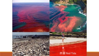 赤潮 Red Tide
 
