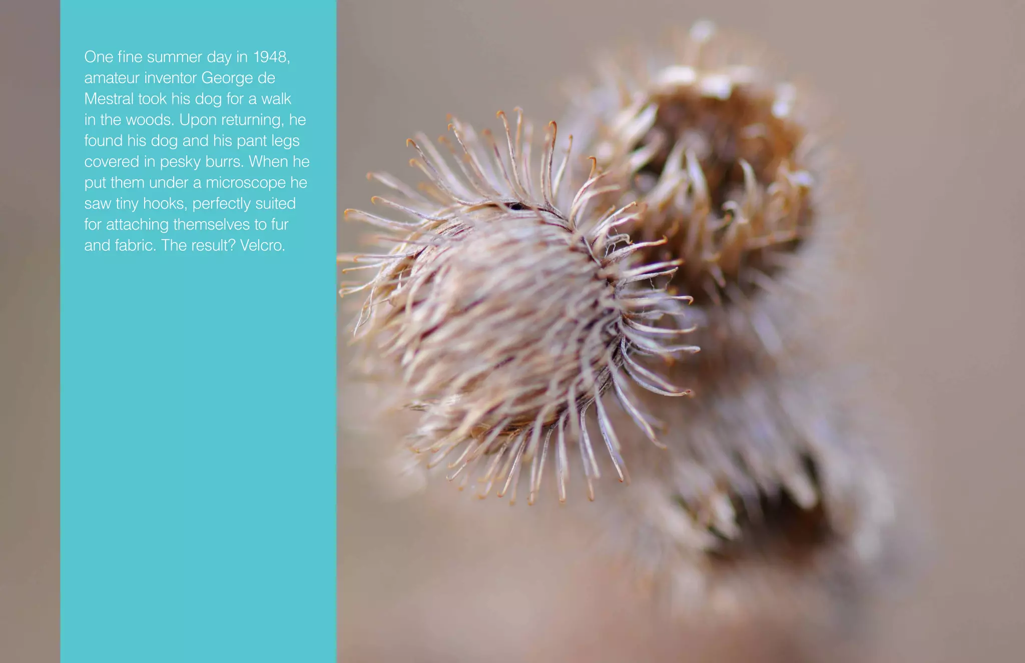 One fine summer day in 1948,
amateur inventor George de
Mestral took his dog for a walk
in the woods. Upon returning, he
found his dog and his pant legs
covered in pesky burrs. When he
put them under a microscope he
saw tiny hooks, perfectly suited
for attaching themselves to fur
and fabric. The result? Velcro.
 