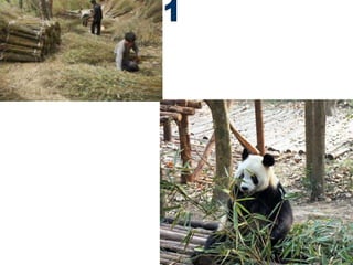 10 weekly reader TEST endangered animals