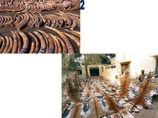 10 weekly reader TEST endangered animals