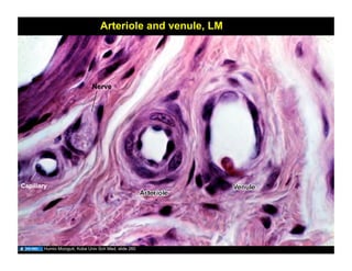 cardiovascular histology