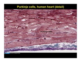 cardiovascular histology