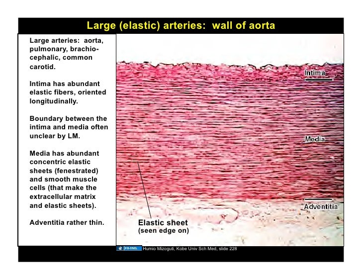11.03.08(c) Histology of the Cardiovascular System