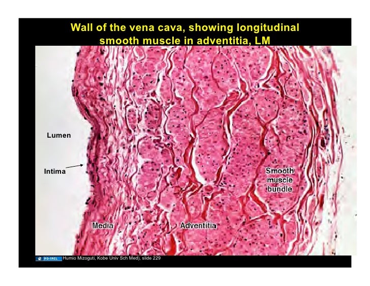 11.03.08(c): Histology of the Cardiovascular System