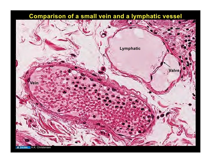 11.03.08(c) Histology of the Cardiovascular System