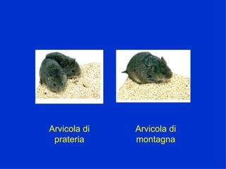 Arvicola di prateria Arvicola di montagna 