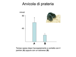 80 40 minuti Tempo speso dopo l’accoppiamento a contatto con il partner ( A ) oppure con un estraneo ( B ) Arvicola di prateria A B * 