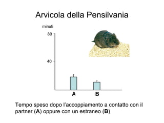 80 40 minuti Tempo speso dopo l’accoppiamento a contatto con il partner ( A ) oppure con un estraneo ( B ) Arvicola della Pensilvania A B 