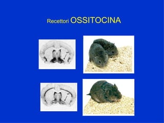 Recettori  OSSITOCINA 