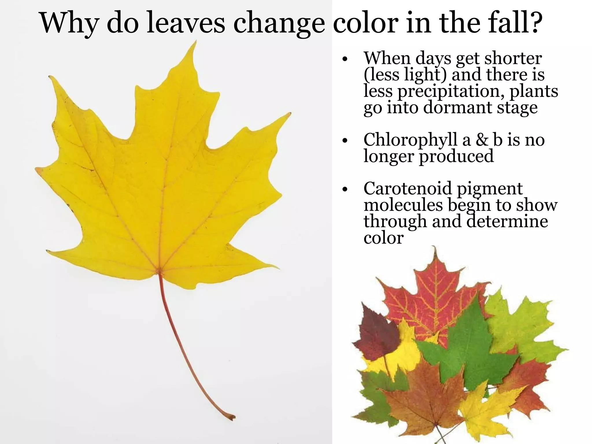 Why do leaves change color in the fall? When days get shorter (less light) and there is less precipitation, plants go into dormant stage Chlorophyll a & b is no longer produced Carotenoid pigment molecules begin to show through and determine color 