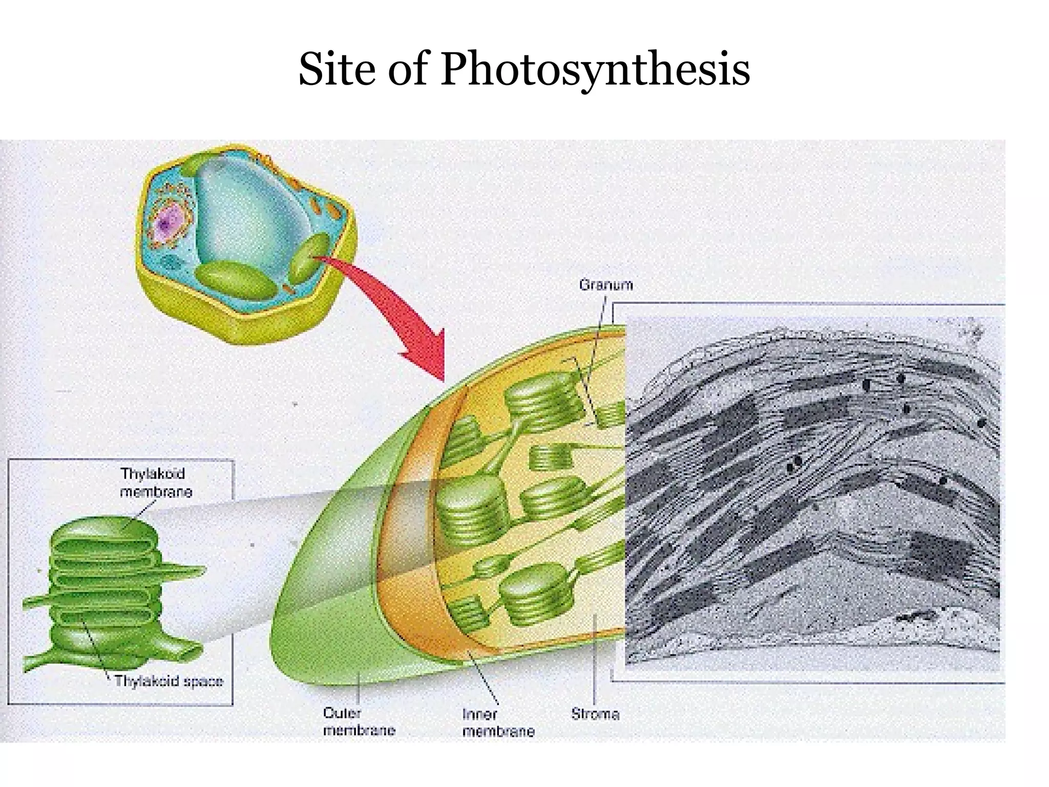 Site of Photosynthesis 