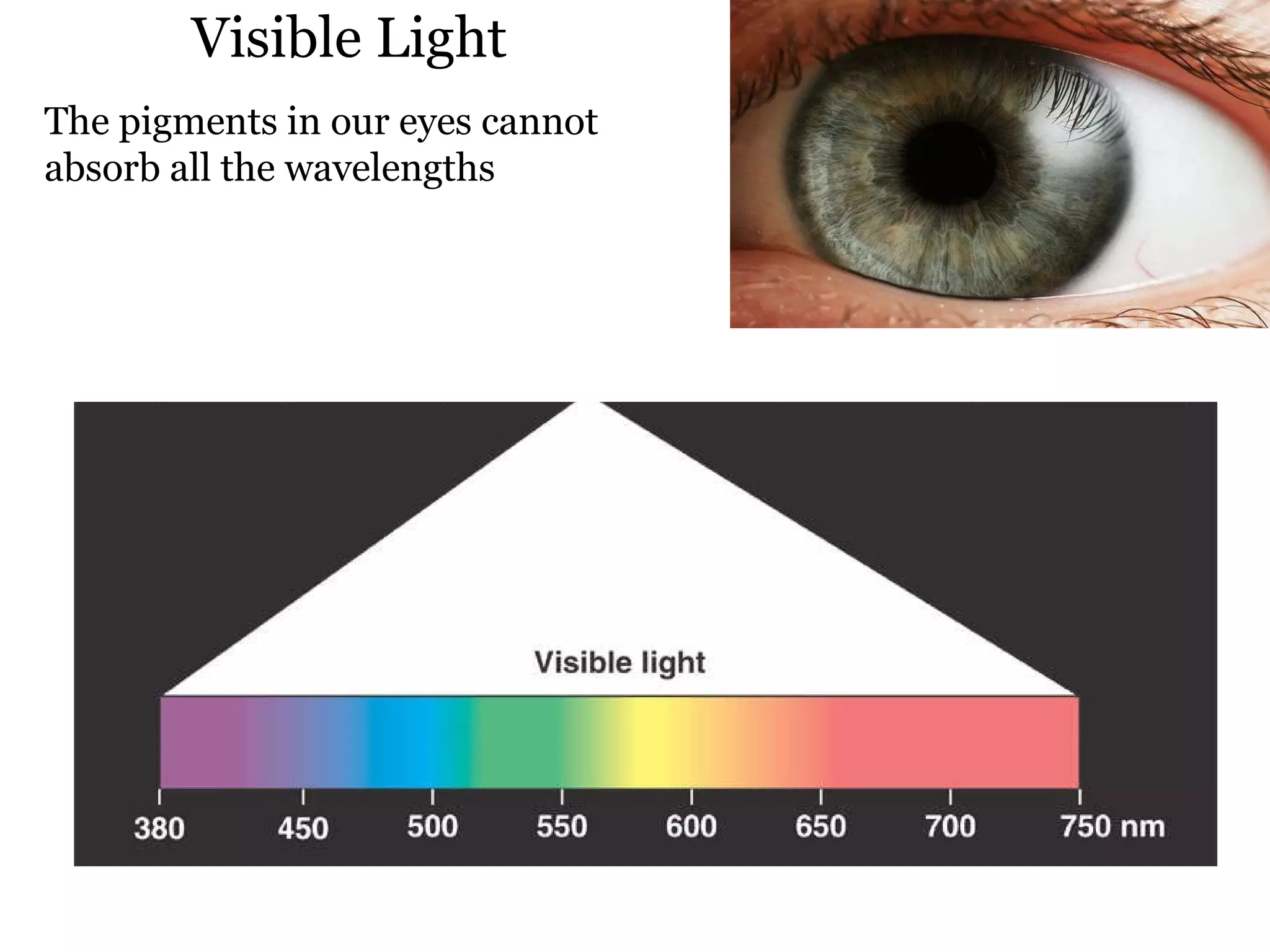 Visible Light The pigments in our eyes cannot absorb all the wavelengths 