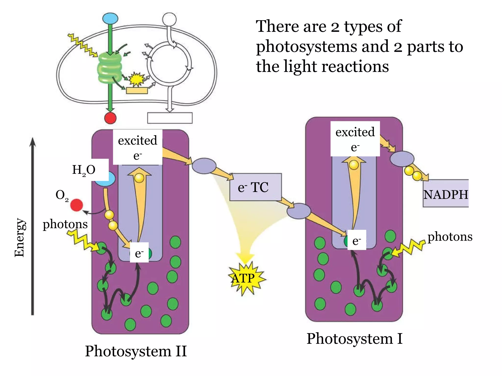 There are 2 types of photosystems and 2 parts to the light reactions Photosystem II Photosystem I Energy photons O 2 H 2 O e - excited e - ATP e - TC e - excited e - NADPH photons