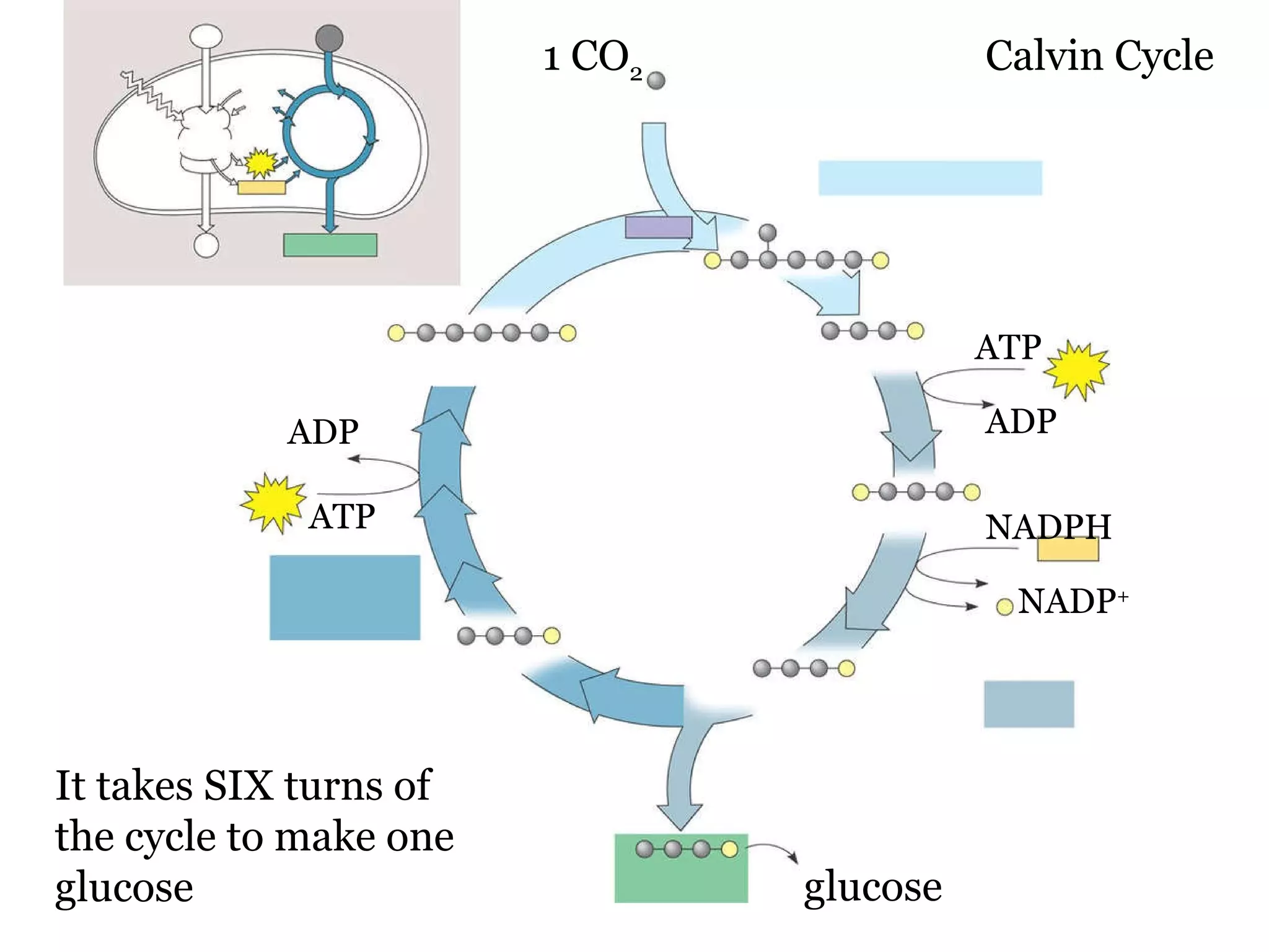 1 CO 2 glucose It takes SIX turns of the cycle to make one glucose ATP ATP NADPH ADP ADP NADP + Calvin Cycle