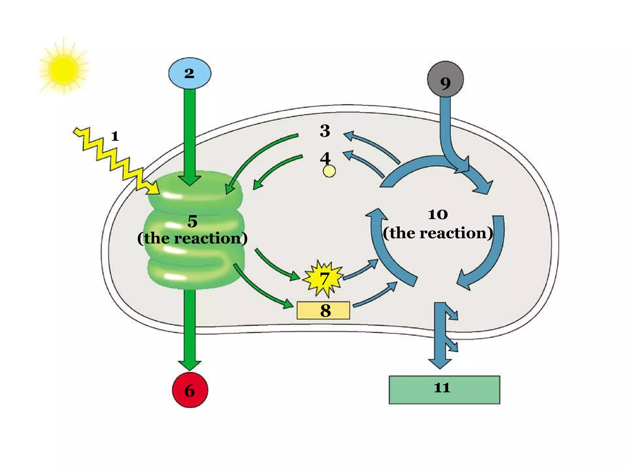 1 2 5 (the reaction) 6 3 4 7 8 9 10 (the reaction) 11