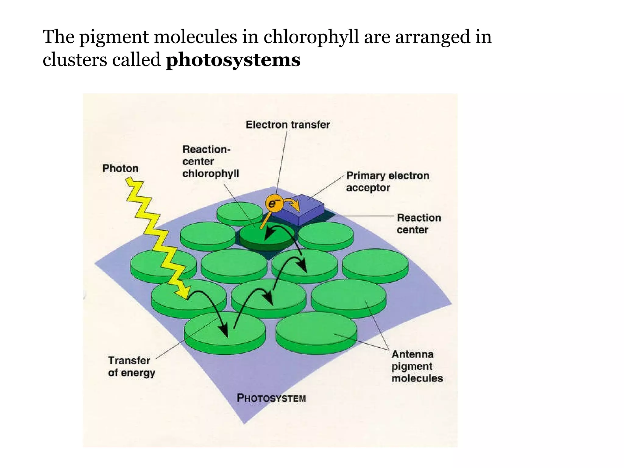 The pigment molecules in chlorophyll are arranged in clusters called photosystems