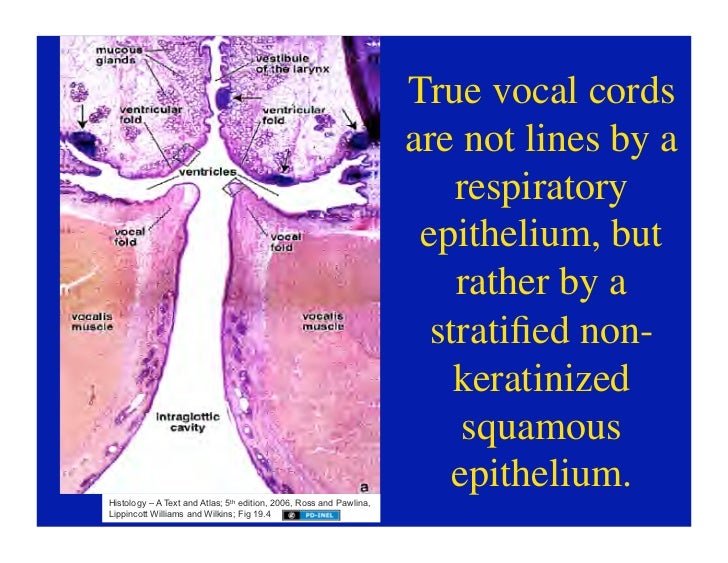 11.10.08(d): Histology of the Respiratory Tract