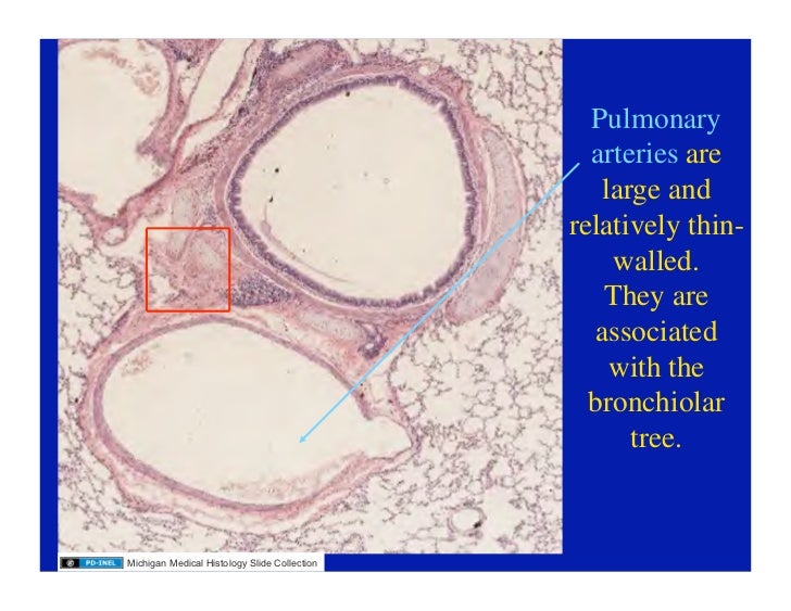 11.10.08(d): Histology of the Respiratory Tract