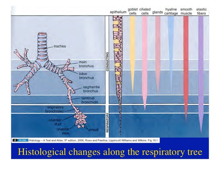 11.10.08(d): Histology of the Respiratory Tract