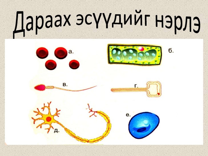 11 бэлгийн үржил