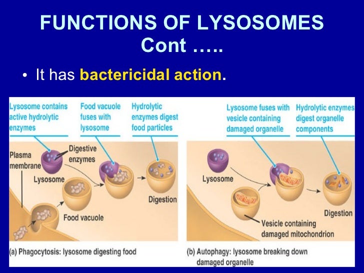 11.11(dr. husun bano) mitochondria lysosomes &peroxisomes