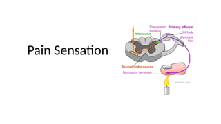 Comprehensive Overview of Pain Sensation, Types, and Control Mechanisms ...
