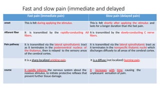 Comprehensive Overview of Pain Sensation, Types, and Control Mechanisms ...