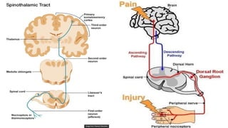 Comprehensive Overview of Pain Sensation, Types, and Control Mechanisms ...