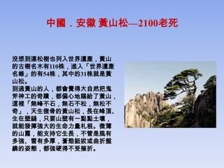 中國．安徽 黃山松—2100老死


沒想到連松樹也列入世界遺產，黃山
的古樹名木有110株，進入「世界遺產
名錄」的有54株，其中的31株就是黃
山松。
到過黃山的人，都會覺得大自然把鬼
斧神工的奇蹟，都偏心地賜給了黃山，
這裡「無峰不石，無石不松，無松不
奇」，天生傲骨的黃山松，長在峰頂、
生在壁縫，只要山壁有一點點土壤，
就能發揮強大的生命力量札根。微薄
的山露，能支持它生長，不管是風有
多強、雪有多厚，蒼勁挺拔或曲折盤
繞的姿態，都強硬得不受摧折。
 
