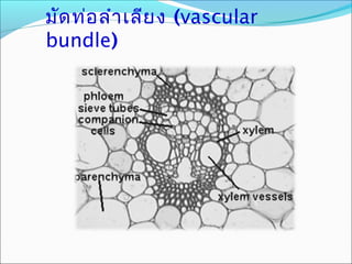 มัด ท่อ ลำา เลีย ง (vascular
bundle)
 