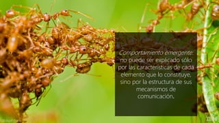 Comportamiento emergente:
no puede ser explicado sólo
por las características de cada
elemento que lo constituye,
sino por...