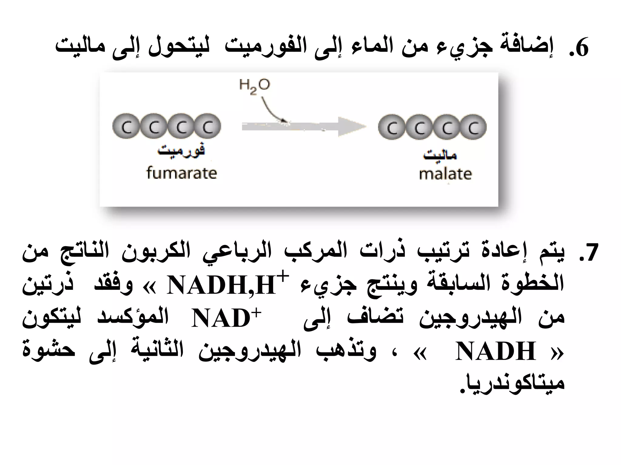 .6‫إضافة‬‫إلى‬ ‫لٌتحول‬ ‫الفورمٌت‬ ‫إلى‬ ‫الماء‬ ‫من‬ ‫جزيء‬‫مالٌت‬
.7‫ٚخى‬‫إعادة‬‫حشحٛب‬‫رساث‬‫انًشكب‬ٙ‫انشباع‬ٌٕ‫انكشب‬‫انُاحح‬ٍ‫ي‬
‫انخطٕة‬‫انسابمت‬‫ُٔٚخح‬‫خض٘ء‬NADH,H+»‫ٔفمذ‬ٍٛ‫رسح‬
ٍ‫ي‬ٍٛ‫انٓٛذسٔخ‬‫حضاف‬ٗ‫إن‬NAD+‫انًؤكسذ‬ٌٕ‫نٛخك‬
«NADH»،‫ٔحزْب‬ٍٛ‫انٓٛذسٔخ‬‫انثاَٛت‬ٗ‫إن‬‫حشٕة‬
‫يٛخاكَٕذسٚا‬.
 